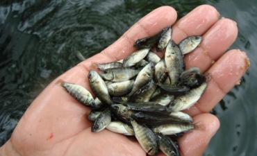 Nhộn nhịp mùa cá “lên” ruộng